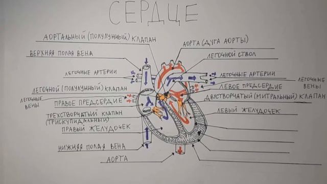 Строение сердца ЕГЭ по биологии. смотреть онлайн