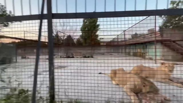 Вечернее кормление львов и перевод в вольер «ЛЬВИНЫХ КУРОЧЕК» Олега Зубкова))) смотреть онлайн