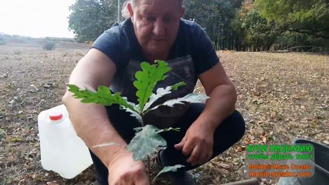 Сажаем дуб на ниве смотреть онлайн