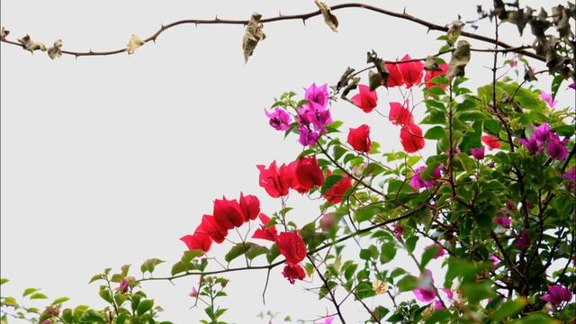 Relaxing Piano - Beautiful Flowers - Birds Singing - Music Therapy