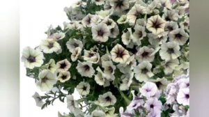 ЗНАКОМСТВО С АМПЕЛЬНОЙ ПЕТУНИЕЙ.СОРТОСЕРИИ ПЕНДОЛИНО И ФОТОФИНИШ. ОБЗОР  РАСТЕНИЙ НА СТАДИИ РАССАДЫ