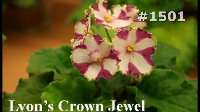 #1501. Ирисы - самые яркие цветы смотреть онлайн