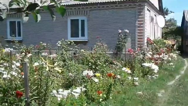 Цветут лилии и розы Lilies and roses bloom смотреть онлайн