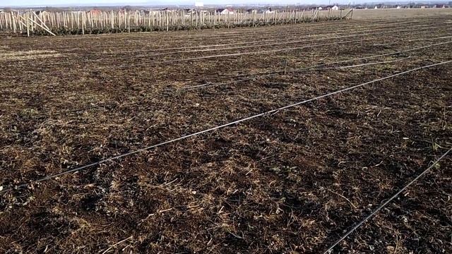 РЕМОНТАНТНАЯ МАЛИНА ПОЛЬКА смотреть онлайн