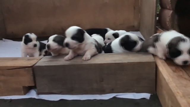 Щенки Алабая от Рождения до ГИГАНТА || Среднеазиатская Овчарка | Азиат | Волкодав смотреть онлайн