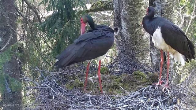 Ciconia nigra (Nest 2) - 2021 05 02 14 11 26 смотреть онлайн