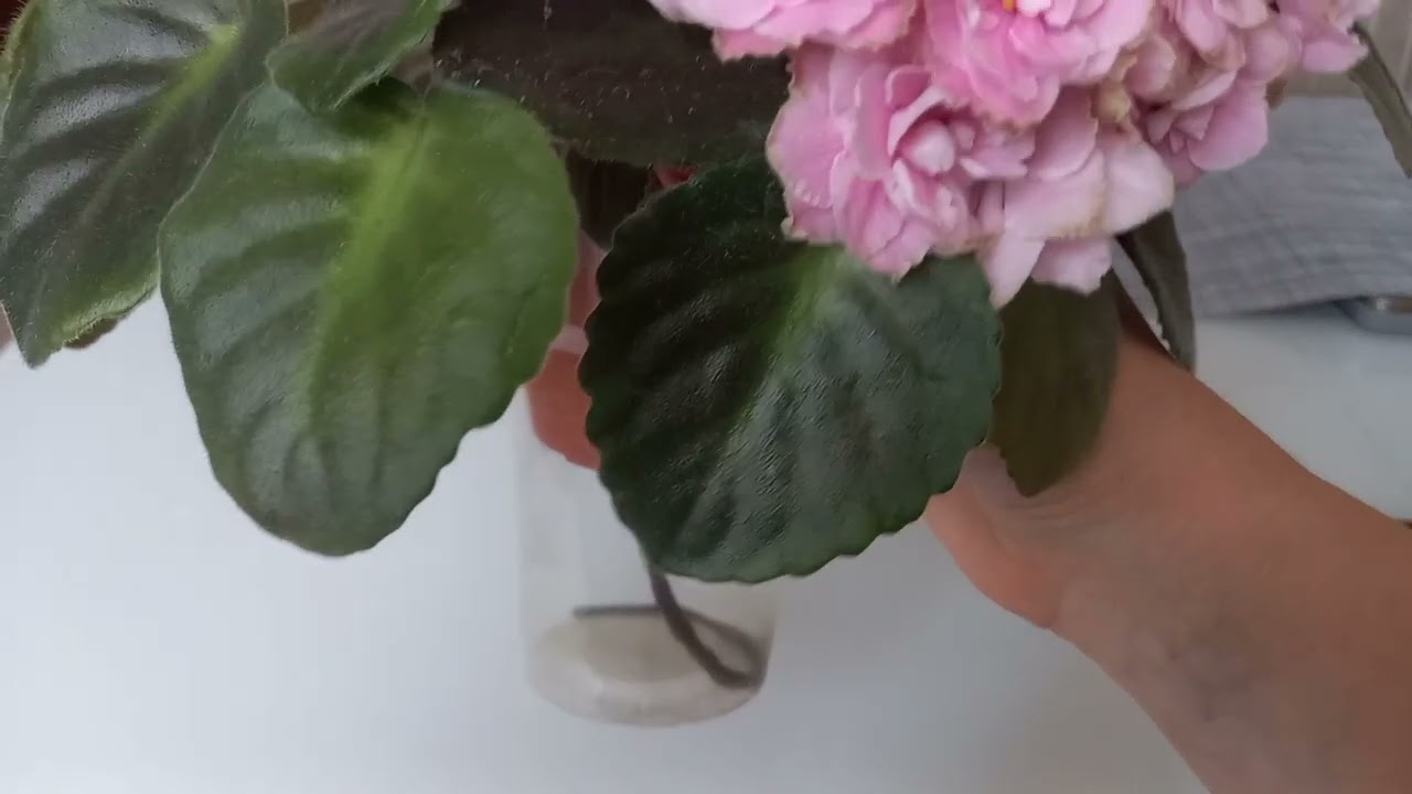 Новая Розовая Фиалка с салатовым краем. NeC8I5OKzEY