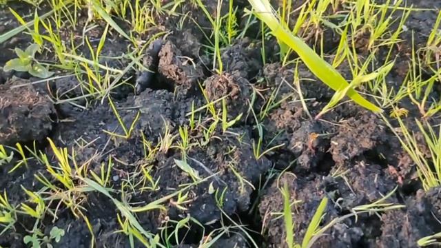 Газон на торфе смотреть онлайн