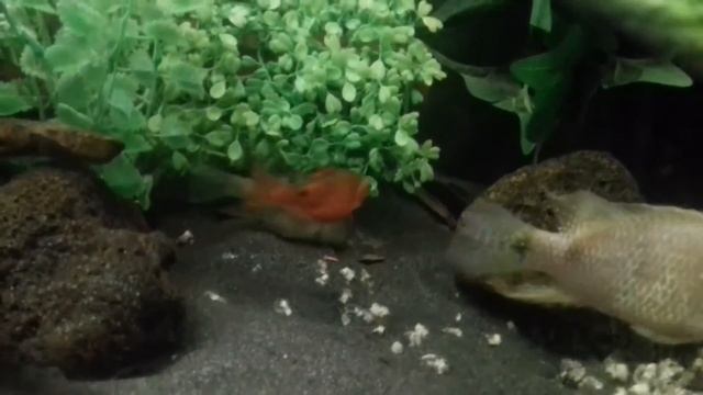 Red Hump Eartheater, Geophagus The Video I should Have Done смотреть онлайн