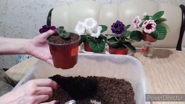 Сажаем деток Глоксиний с материнским листом ,клубеньки с ростком смотреть онлайн
