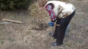 Подкормка и удобрение голубики с весны до осени