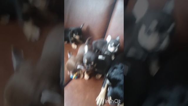 обзор помета Чихуахуа "Ошки" месяц + смотреть онлайн