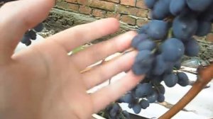 Виноград Молдова