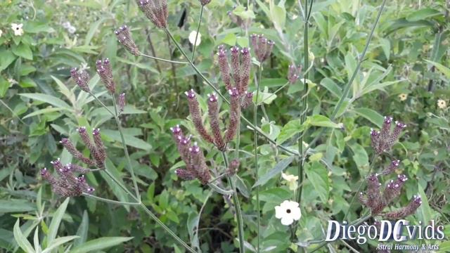 Verbena litoralis - seashore vervain (Verbenaceae) algebrado - ōwī смотреть онлайн