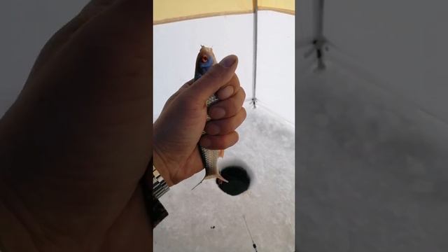 Рыбалка 1марта на Аргазях