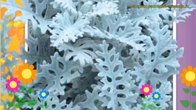 Цинерария Серебристая. Краткий обзор, описание характеристик, где купить семена смотреть онлайн