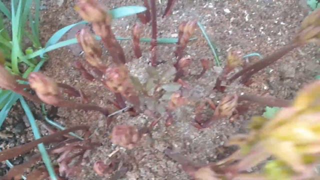 Пришла весна.....