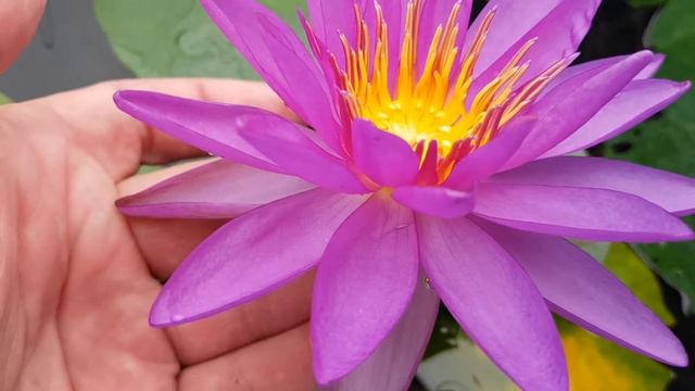 Нимфея Multi Petals, второй день цветения смотреть онлайн