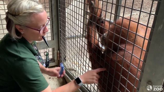 Caring For Puppe the Sumatran Orangutan смотреть онлайн
