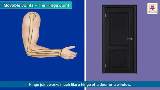 The Skeletal System | Bones and Brain | Science For Kids | Grade 5 | Periwinkle смотреть онлайн