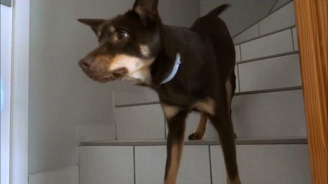 Biddy- stage declic et des chiens 2015 смотреть онлайн
