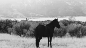 Виноградная косточка [Грузинская песня] - Bulat Okudzhava | Maggie And Friends Episode 51