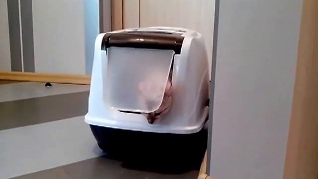 Закрытый туалет для кота смотреть онлайн