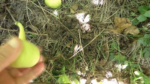 Инжир. Жёлтая Шея. 22 смотреть онлайн