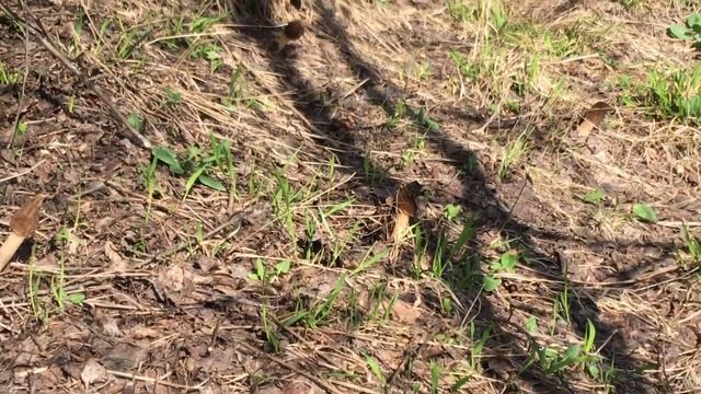 Сморчковая шапочка грибы смотреть онлайн