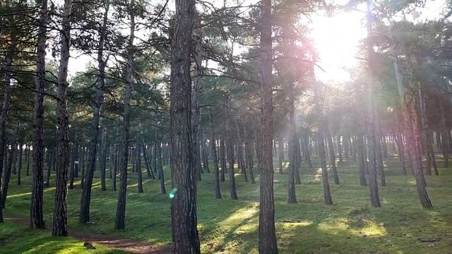 Дербент, сосновый бор смотреть онлайн