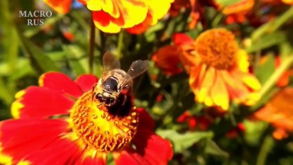 Жужжание пчёл 2 Релаксация. The buzzing of bees 2 Relaxation. El zumbido de las abejas 2 Relajación