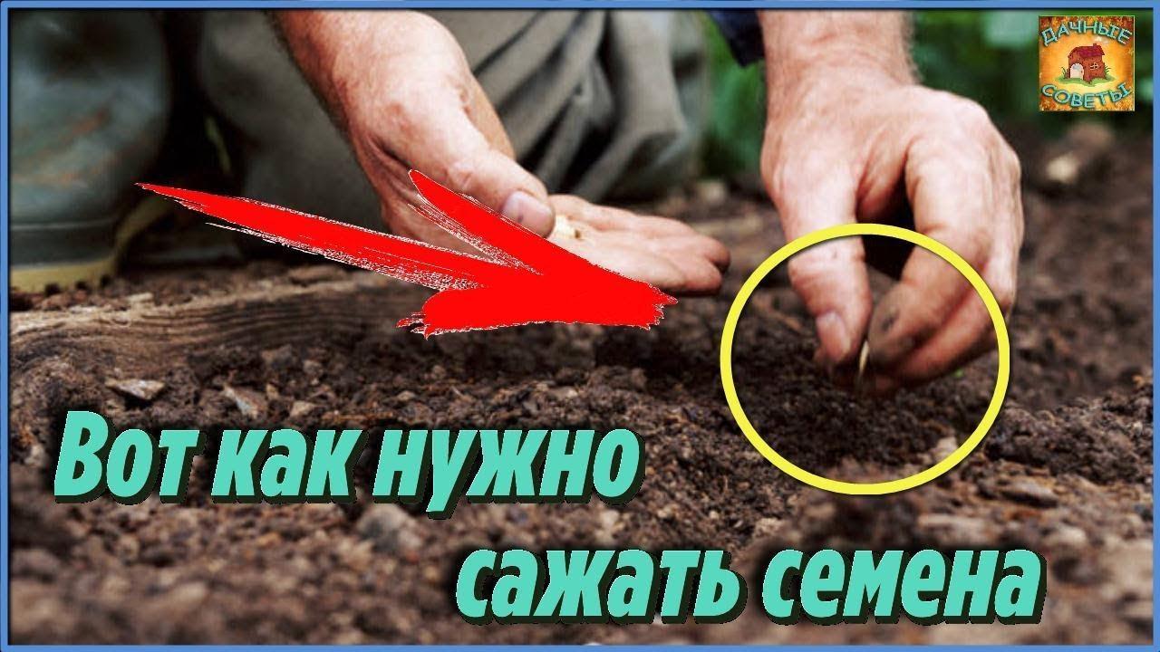 Вот почему моя соседка никогда не обрабатывает и не замачивает семена перед посадкой Простой способ смотреть онлайн