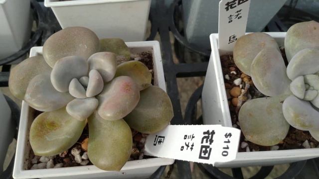多肉植物 諾瑪 Echeveria Roma смотреть онлайн