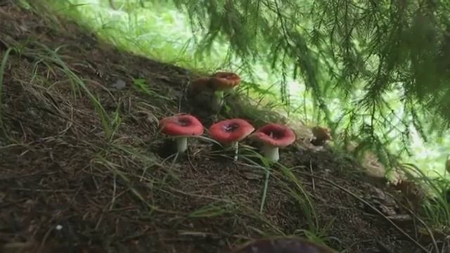 В гостях у грибника: майстер-клас із тихого полювання смотреть онлайн