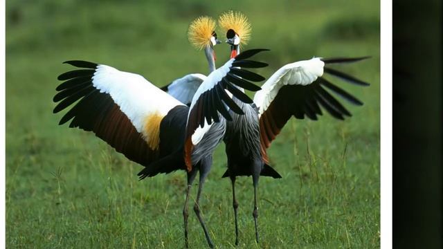 Музыка и песни для релаксации