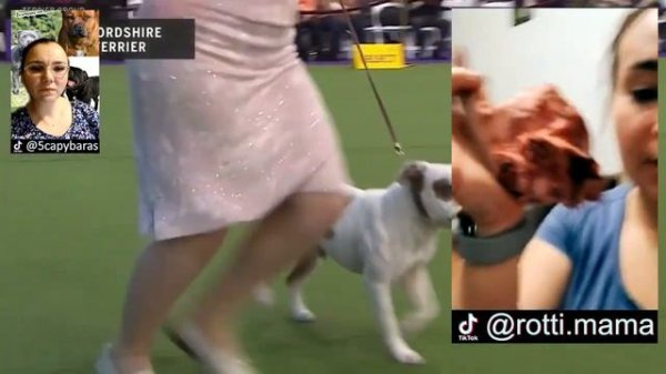 Английский стаффордширский бультерьер: всё о породе