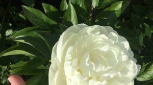 Пион ELSA SASS/Эльза Сасс