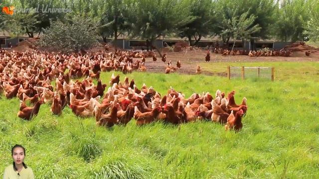 Learn about animals around us: chicken, cat, pig, crab, frog - animal sounds Part 7 смотреть онлайн