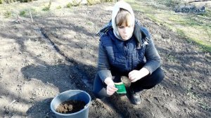 Как сажать василек Сеем василек Уход посадка выращивание василька Посадка василька