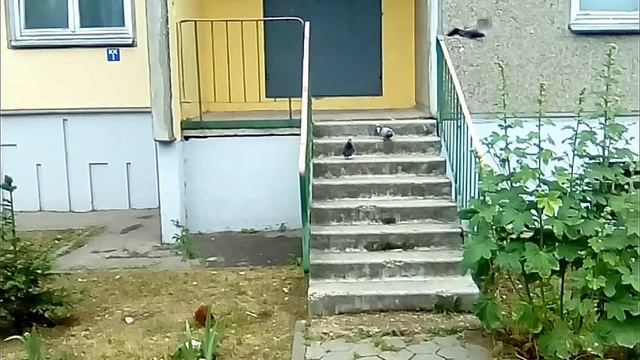 Смешные животные | Голубь | Озвучка животных смотреть онлайн