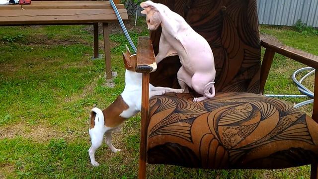 Мои любимые животные