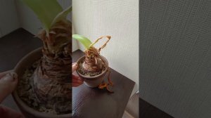 Гиппеаструм после обработки - прошло 14 дней. Червец побежден