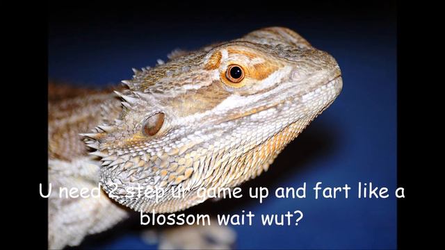 Terrible Rap Battles of Comic Sans - Cricket vs Bearded Dragon смотреть онлайн