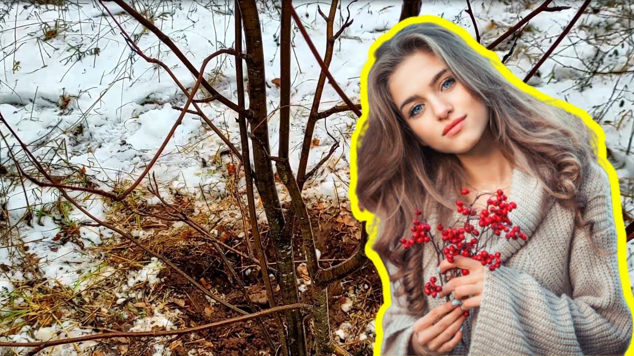 Как прививать плодовые деревья. Лучший способ прививки плодовых деревьев #28 смотреть онлайн