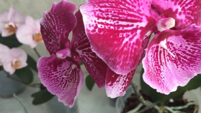 Цветение орхидей в августе 2021 1 часть смотреть онлайн