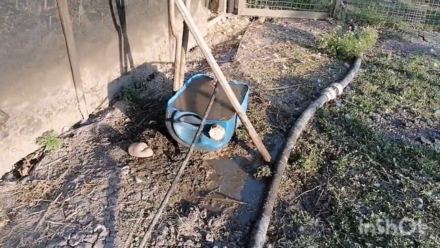 Обход уток и кур в июле. Расщепление окраса голубая лаванда. смотреть онлайн