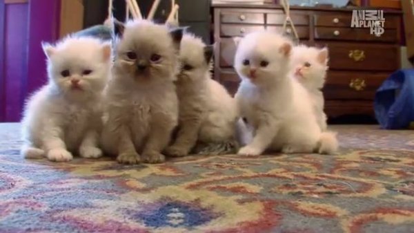 Введение в котоводство Animal Planet S01E02