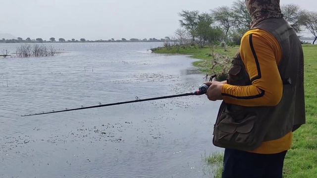 Amazing Snakehead Fishing || Catch & Release Snakehead || Unboxing Picifun (ALLOY. M)