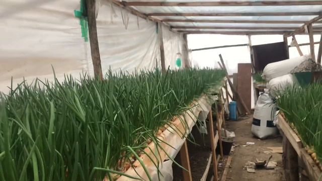 Какая температура нужна для выгонки лука на перо? what temperature is needed for a bow on a feather смотреть онлайн