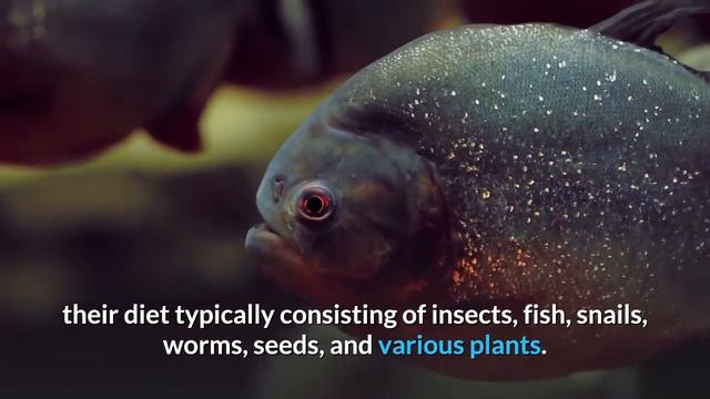 Piranha Fish Facts смотреть онлайн